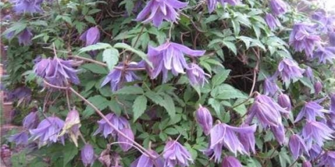 Penjačke trajnice koje cvjetaju cijelo ljeto